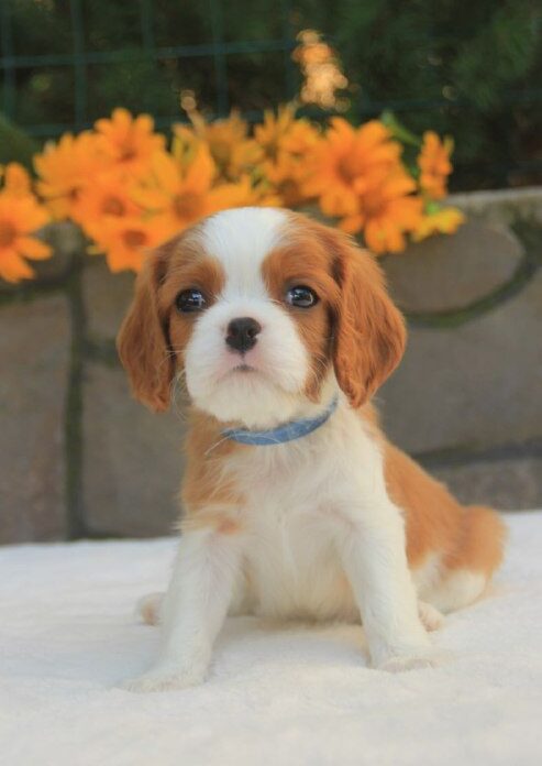 Buffon Cavalier King Charles Spaniel Buffon Cavalier King Charles Spaniel