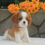 Buffon-male-Cavalier-King-Charles-Spaniel-puppy-for-sale-3