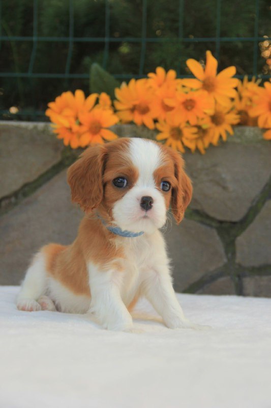 Buffon Cavalier King Charles Spaniel Buffon Cavalier King Charles Spaniel
