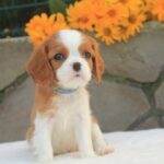 Buffon-male-Cavalier-King-Charles-Spaniel-puppy-for-sale-4