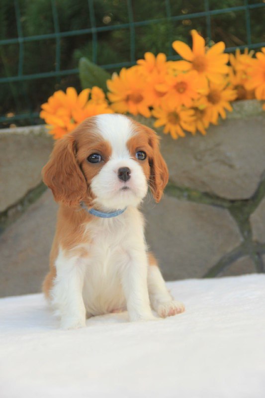 Buffon Cavalier King Charles Spaniel Buffon Cavalier King Charles Spaniel