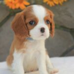 Buffon-male-Cavalier-King-Charles-Spaniel-puppy-for-sale-5