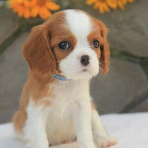 Buffon Cavalier King Charles Spaniel