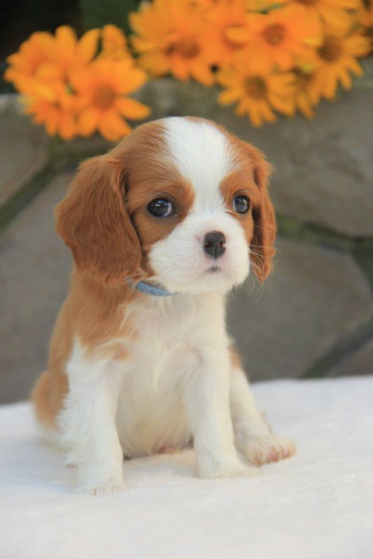 Buffon Cavalier King Charles Spaniel Buffon Cavalier King Charles Spaniel