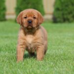 Bummer-male-labrador-retriver-puppy-for-sale-1 (1)