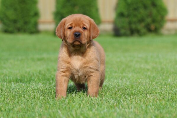 Bummer Labrador Retriever Bummer Labrador Retriever