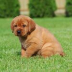 Bummer-male-labrador-retriver-puppy-for-sale-1 (2)