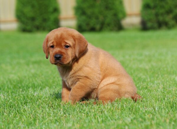 Bummer Labrador Retriever Bummer Labrador Retriever