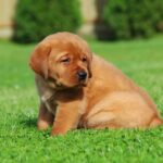 Bummer-male-labrador-retriver-puppy-for-sale-1 (3)
