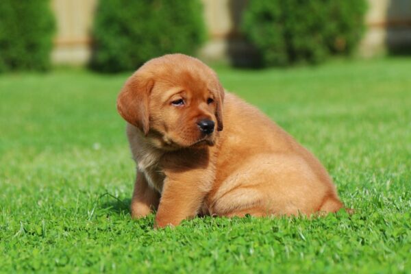 Bummer Labrador Retriever Bummer Labrador Retriever