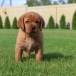 Bummer-male-labrador-retriver-puppy-for-sale-1 (4)