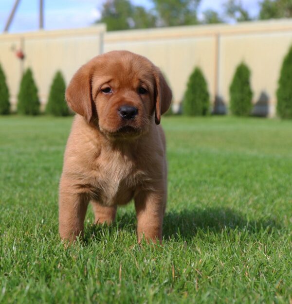 Bummer Labrador Retriever Bummer Labrador Retriever