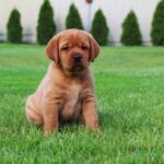 Bummer-male-labrador-retriver-puppy-for-sale-1 (5)