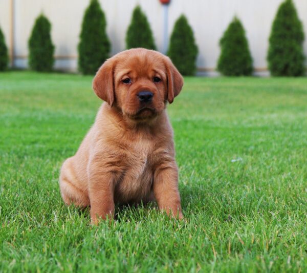 Bummer Labrador Retriever Bummer Labrador Retriever