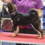 Bushido-male-Shiba-Inu-puppy-for-sale-2