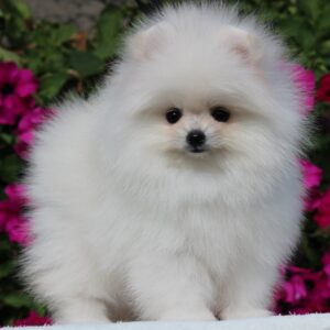 Butterfly Pomeranian