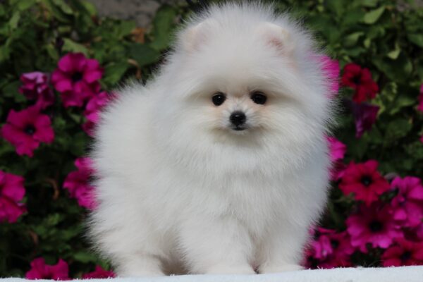 Butterfly Pomeranian Butterfly Pomeranian