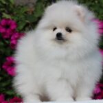 Butterfly-female-pomeranian-puppy-for-sale-1 (2)