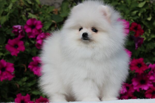 Butterfly Pomeranian Butterfly Pomeranian