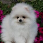 Butterfly-female-pomeranian-puppy-for-sale-1 (3)