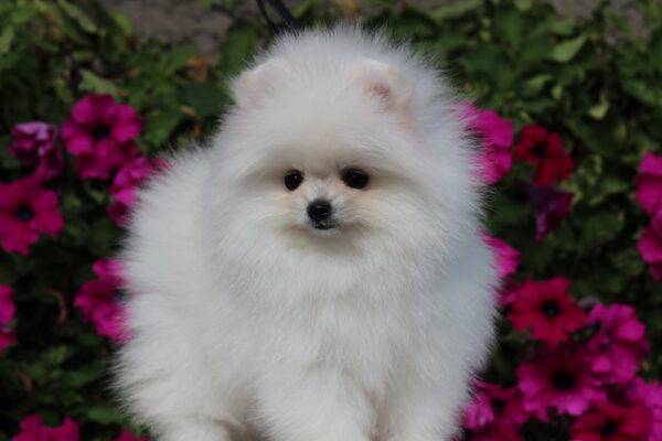 Butterfly Pomeranian Butterfly Pomeranian