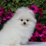 Butterfly-female-pomeranian-puppy-for-sale-1 (4)