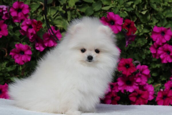 Butterfly Pomeranian Butterfly Pomeranian