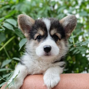 Cap Welsh Corgi