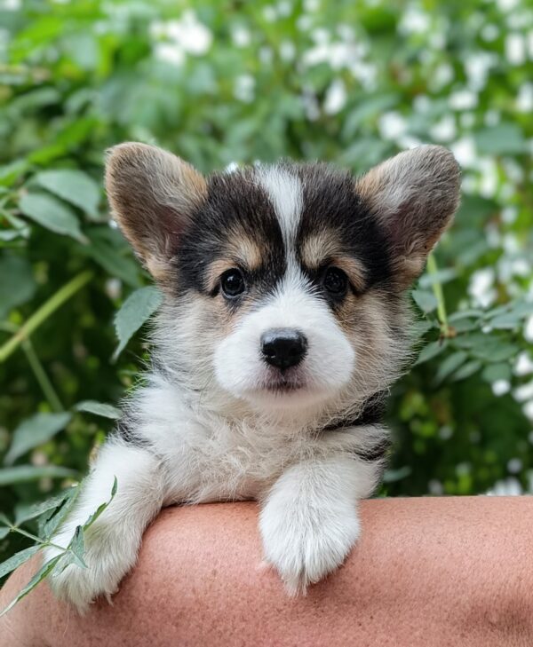 Cap Welsh Corgi