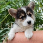 Cap-male-welsh-corgi-pembroke-puppy-for-sale-1 (2)