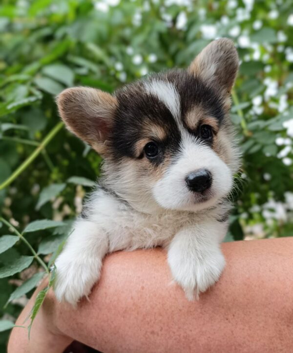 Cap Welsh Corgi