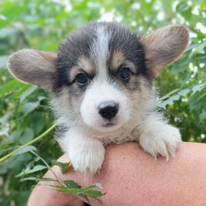 Caps Welsh Corgi