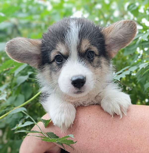 Caps Welsh Corgi Caps Welsh Corgi