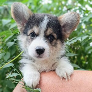 Caps Welsh Corgi