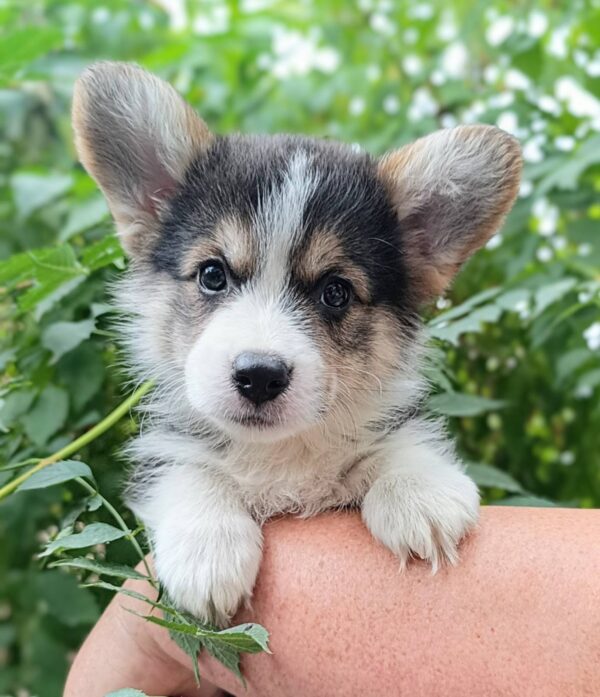 Caps Welsh Corgi Caps Welsh Corgi