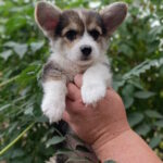 Capsie-female-welsh-corgi-pembroke-puppy-for-sale-1 (1)