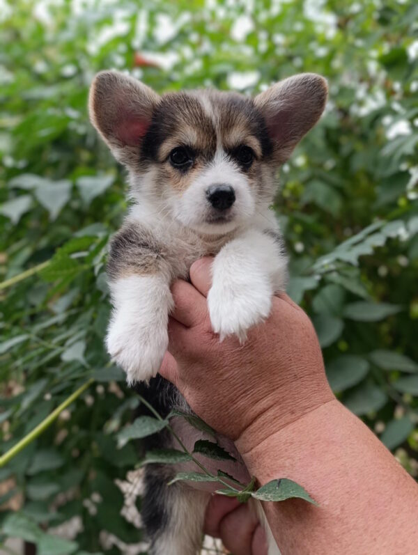 Capsie Welsh Corgi Capsie Welsh Corgi