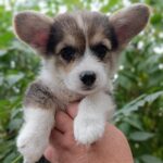 Capsie-female-welsh-corgi-pembroke-puppy-for-sale-1 (2)