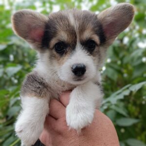 Capsie Welsh Corgi