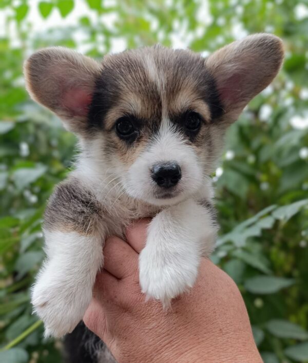 Capsie Welsh Corgi Capsie Welsh Corgi