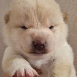 Centurion-male-shiba-inu-puppy-for-sale-1 (1)