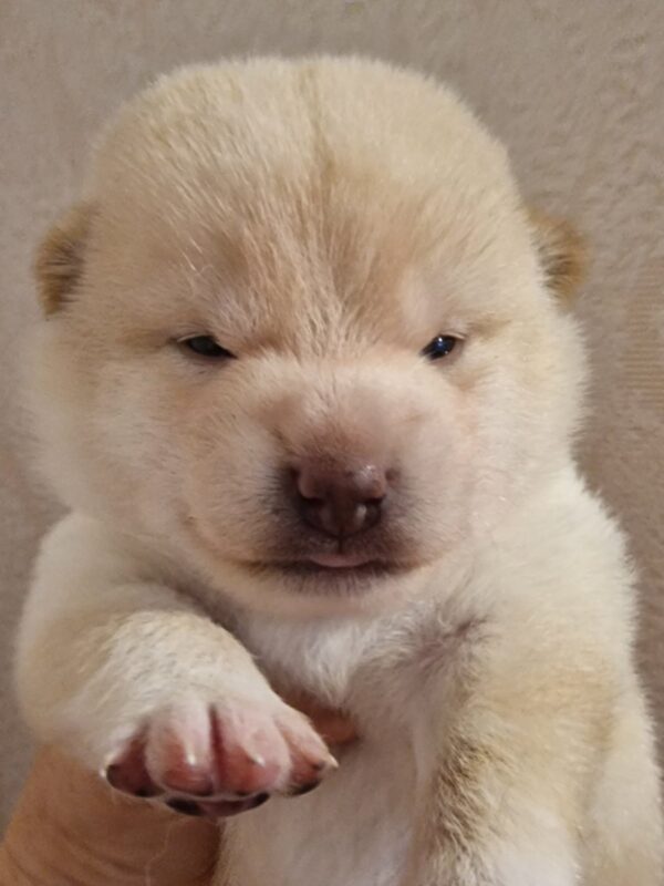 Centurion Shiba Inu Centurion Shiba Inu