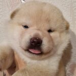Centurion-male-shiba-inu-puppy-for-sale-1 (2)