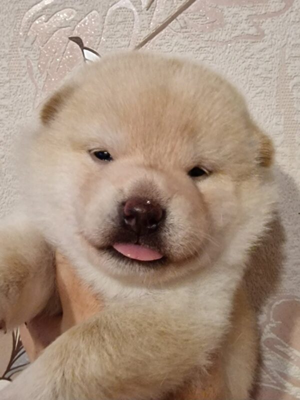 Centurion Shiba Inu Centurion Shiba Inu