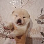 Centurion-male-shiba-inu-puppy-for-sale-1 (3)