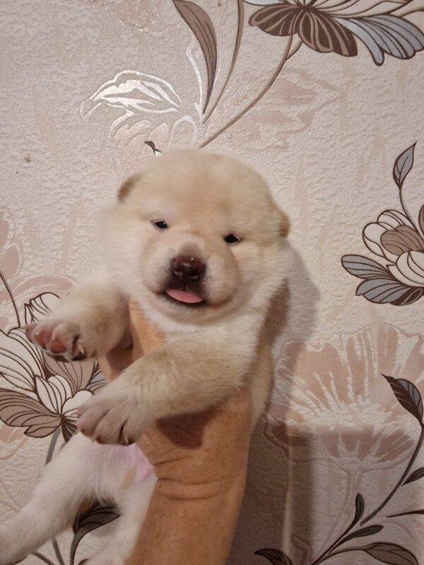 Centurion Shiba Inu Centurion Shiba Inu