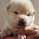 Centurion-male-shiba-inu-puppy-for-sale-1 (4)