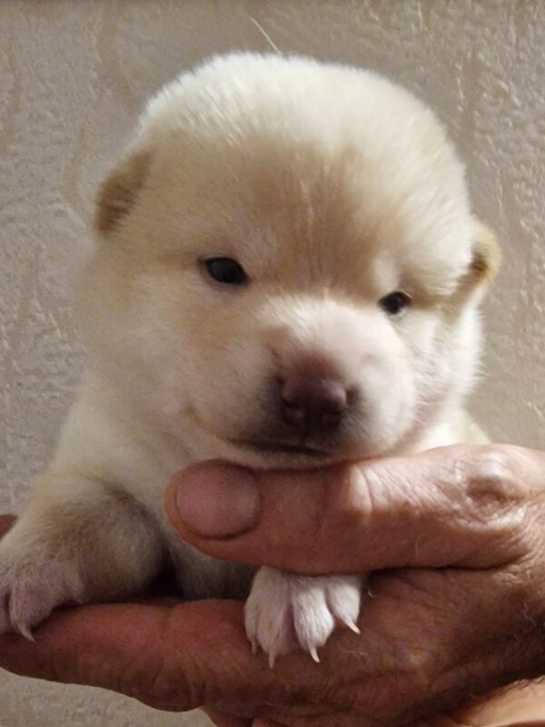 Centurion Shiba Inu Centurion Shiba Inu