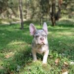 Chantelle-female-french-bulldog-puppy-for-sale-1 (1)