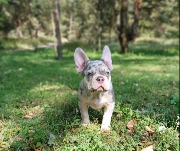 Chantelle French Bulldog Chantelle French Bulldog